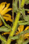 Lynn Haven goldenaster